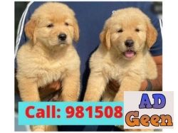 used Buy golden Retriever Puppies online in Ludhiana Khanna . CALL9815081234 for sale 